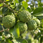 Kafrová limeta (Citrus hystrix) ‘COMBAVA FREE’ – výška 20-30 cm, kont. C2L